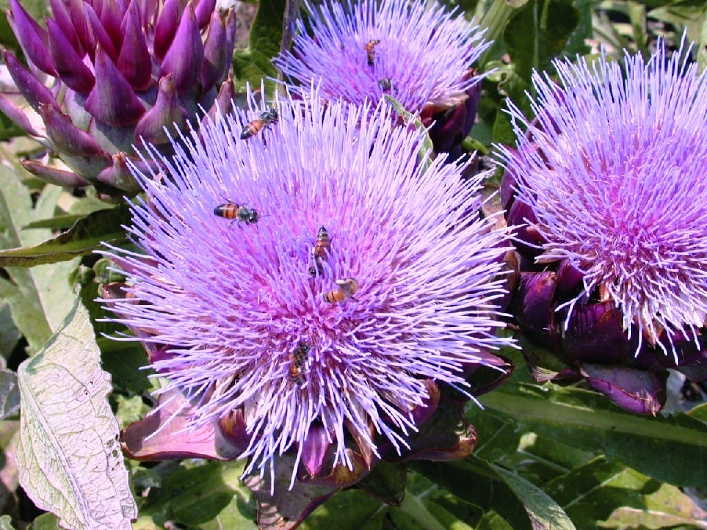 Edible Plants For A Coastal Garden